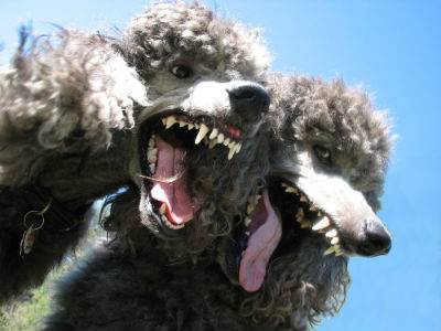 b2ap3_thumbnail_Poodles_400.jpg